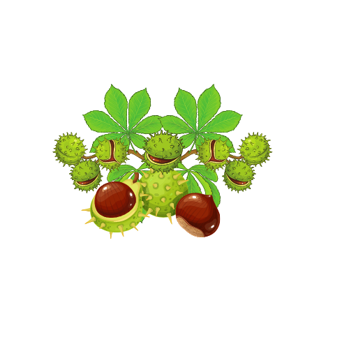 Kasztanobranie