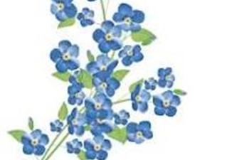 DZIEŃ POLSKIEJ NIEZAPOMINAJKI 